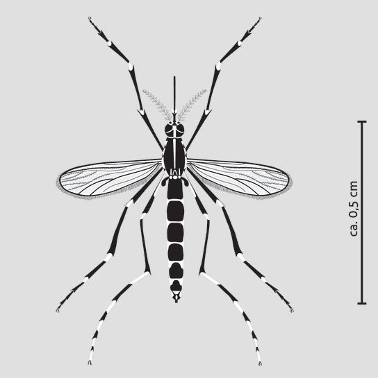 Aedes Albopitus